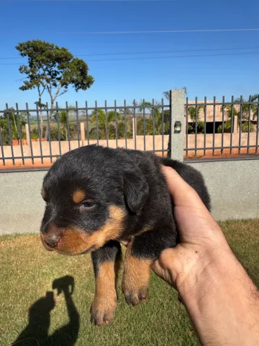 Filhote de Rottweiler