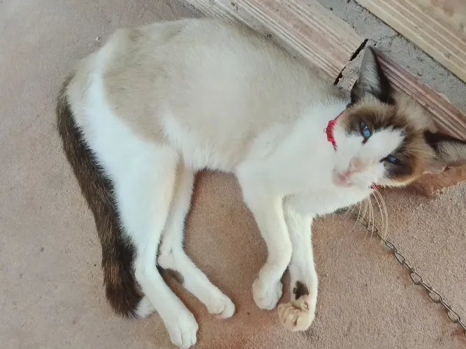 Doação da minha gata 