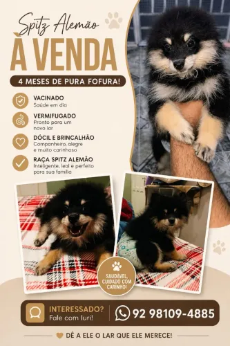 Vendo Spitz Alemão macho