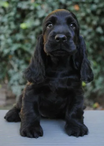 Cocker Spaniel Inglês Um carinho que chega para ficar