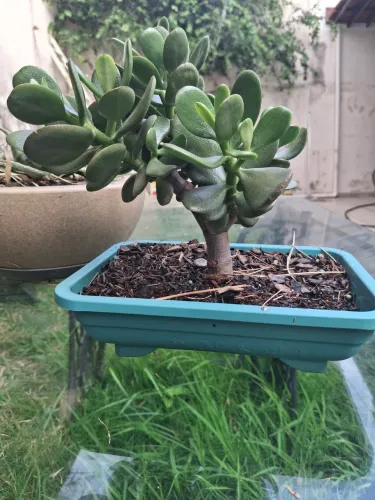 Plantas exóticas 