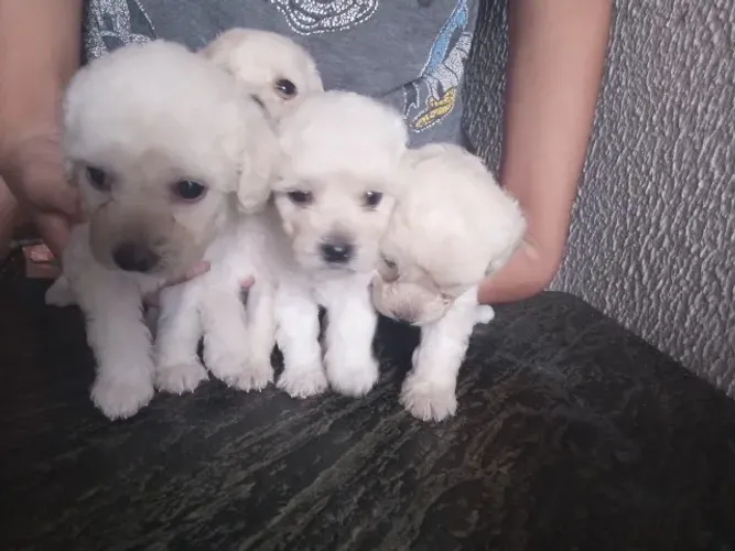 Poodle toy micro