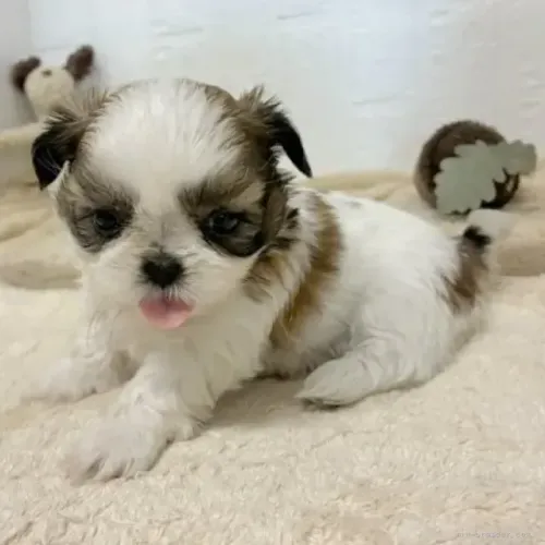 Filhote de cachorro esperto e dócil Shih tzu/Shitzu