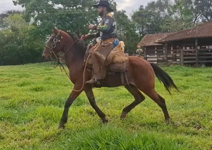 Cavalo e burro de lida domados.