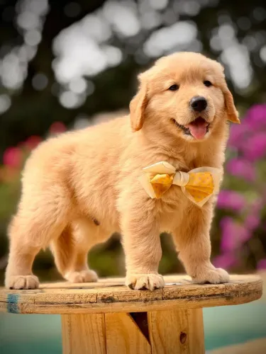 Golden retrivier