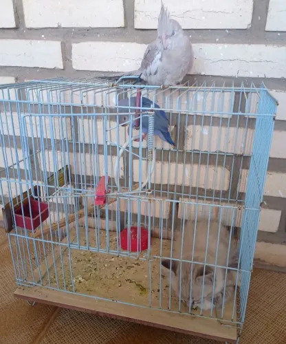 gaiola