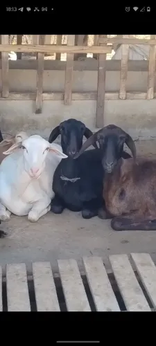 Ovelhas Jovens Santa Inês