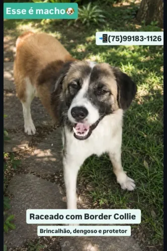 Cachorro misturado com border collie disponível para adoção!