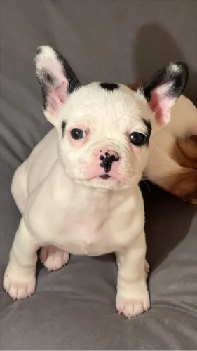 Filhote Buldogue Francês 