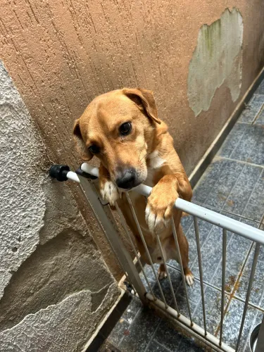 Doa-se um cachorro