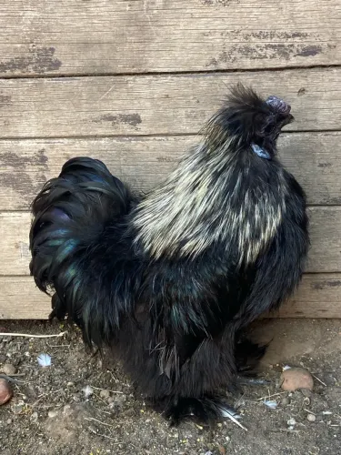 Galo