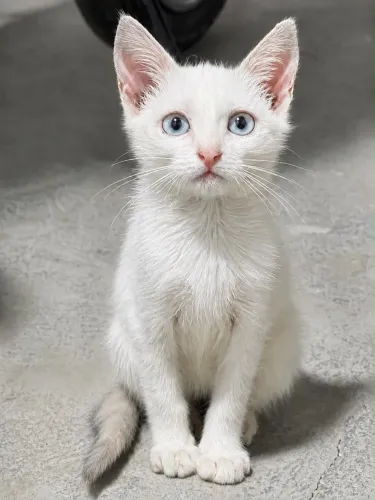 Gatinha femea para doação