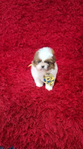 Bebês de shih tzu mini