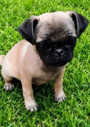 Pug disponível 