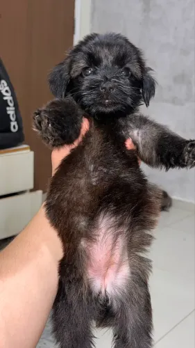 Cachorrinha fêmea, Shitzu com York