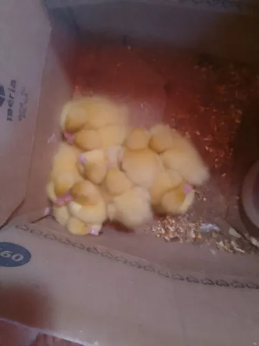 Filhotes pato gamelao