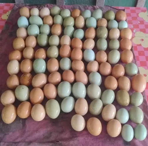 Ovos coloridos