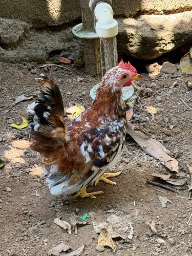 Galinha granize e Nagasaki