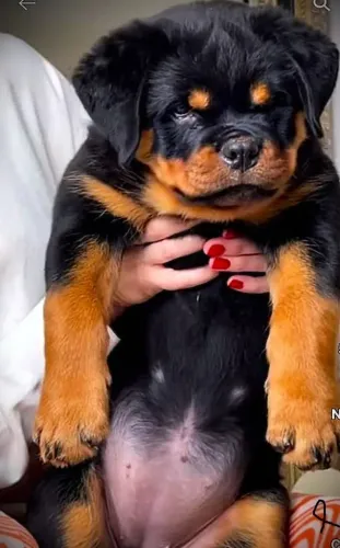 ROTTWEILER FILHOTES À VENDA