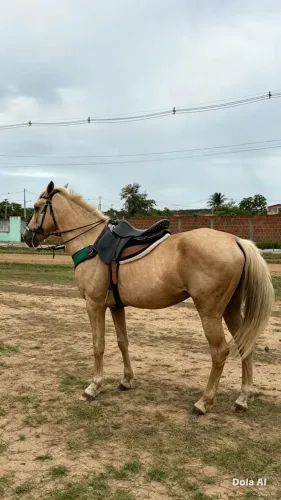 Cavalo para vender ligeiros