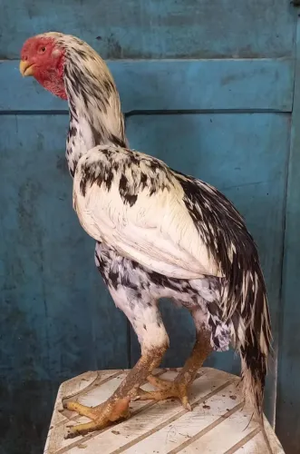 TERNO DE BICO CURTO...