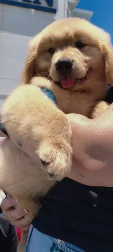 Lindos filhotes Golden Retriever liberados para entrega 