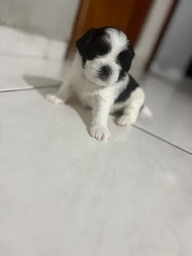 Filhote de Shihtzu