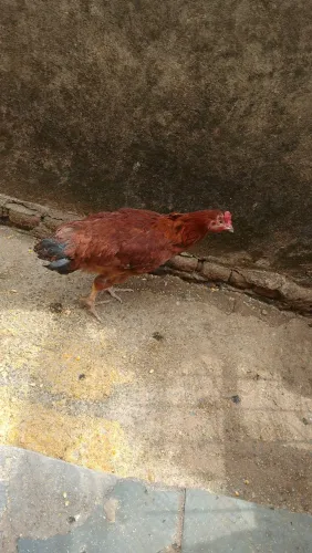 Franga Gsb