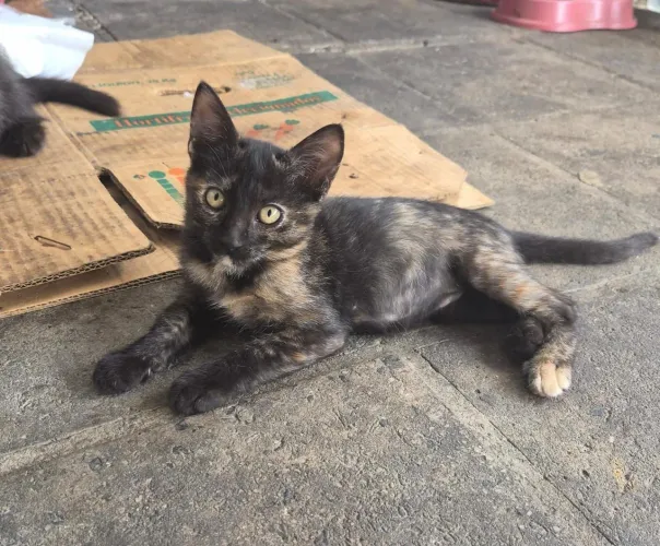Gata fêmea, 2 meses