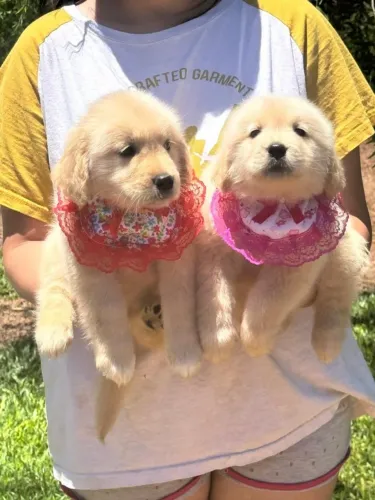 Golden Retriever,Golden Retriever Filhote Linda Linhagem Disponível