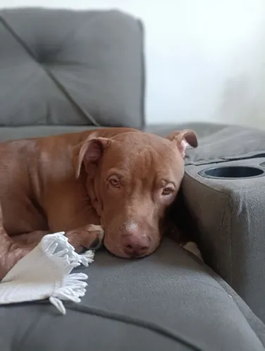 Pet