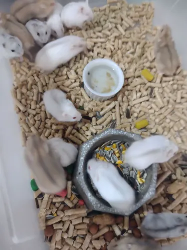 Novos filhotes de hamster anão russo disponíveis