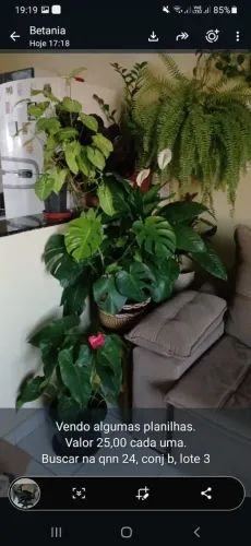 Vendo cada planta 25 reais