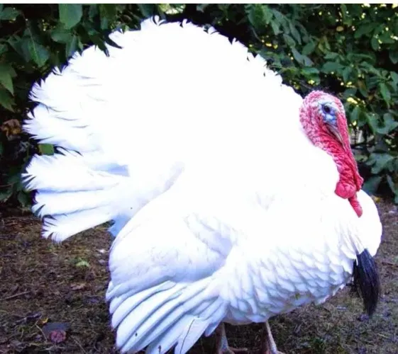 Peru albino adulto 350,00 ( aceito cartão de crédito