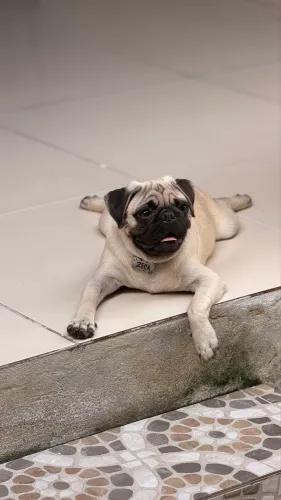 Cachorro