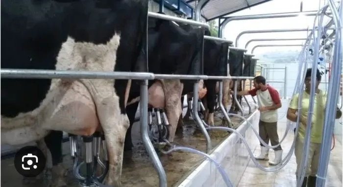 Contrata-se vaqueiro