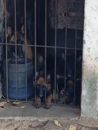 Pastor belga malinois