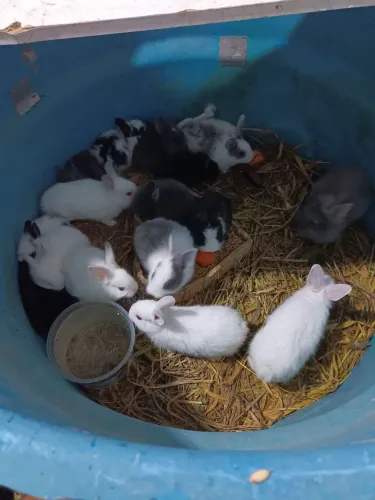 Venda de coelhos filhotes