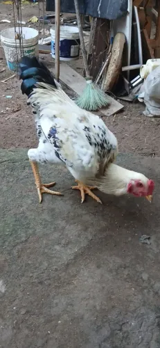 Frango Indio gigante com caipirao
