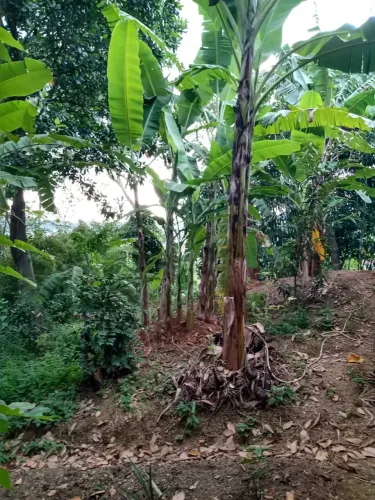 Lote/Terreno para venda possui 180 metros quadrados em Monte Castelo - Nova Iguaçu - Rio d