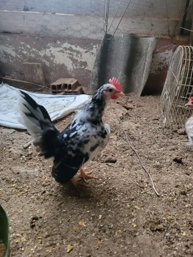 Vende-se garnize serama 4 meses 