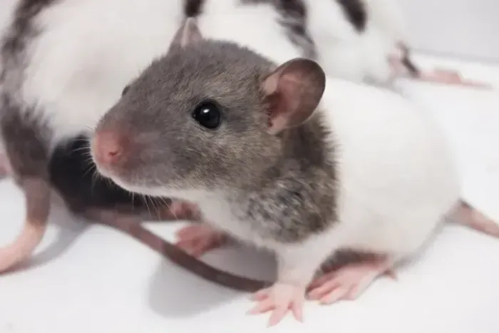 Filhotes de Rato Twister- Dócil + Brinde (Leia)