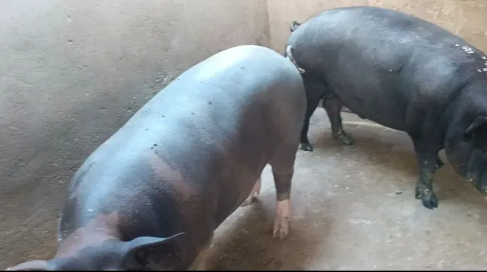 Vendo casal de porco