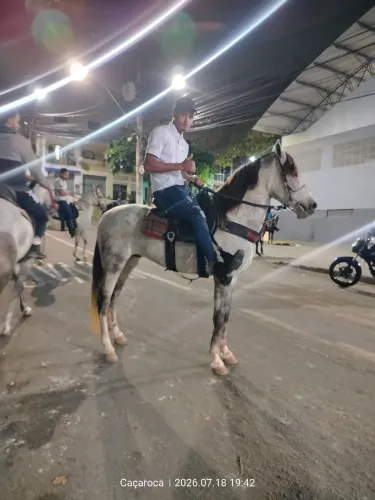 Vendo cavalo manga larga marcha picada