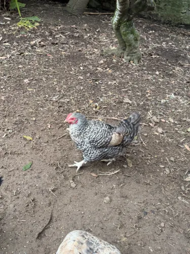 Galinha Nanica