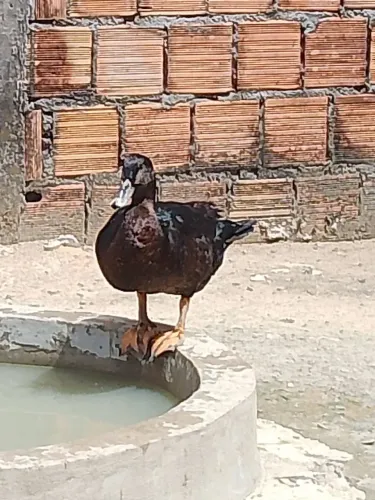 marreco paturi e pato