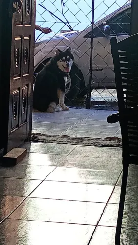 Husky siberiano macho