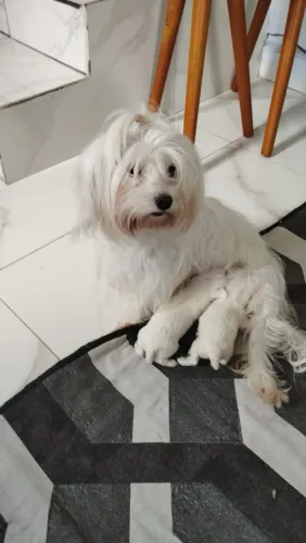 Temos lindas maltês