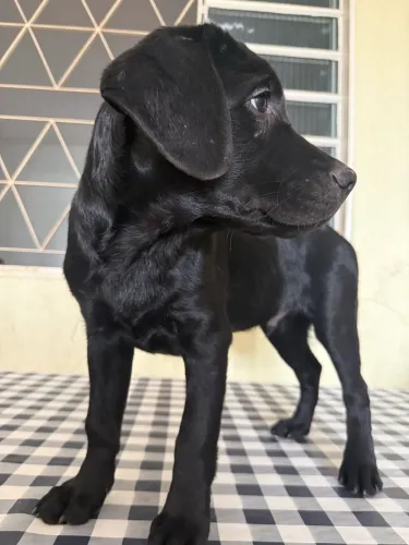 VENDO - Filhote de Labrador (Macho Preto)