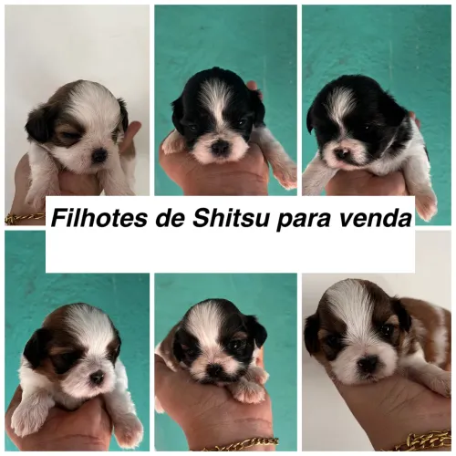 Vendo filhotes de Shitsu 